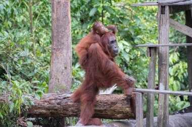  Annesinin sırtındaki çocuk-orangutan öğle yemeği için mekana yaklaşıyor.