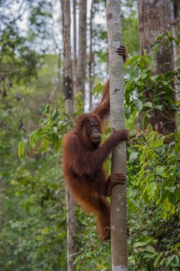 Nimble orangutan climbing a tree closer to the sky in the jungles of Indonesia (Borneo / Kalimantan)