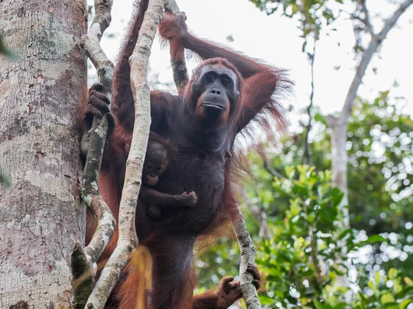 Dos orangután asomándose detrás de un árbol — Foto de Stock