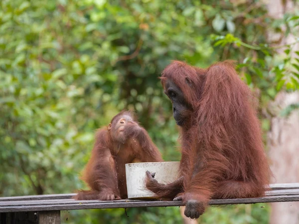 Mãe e bebê orangotangos tomar café da manhã nas selvas da Indonésia (Kalimantan, Bornéu ) — Fotografia de Stock