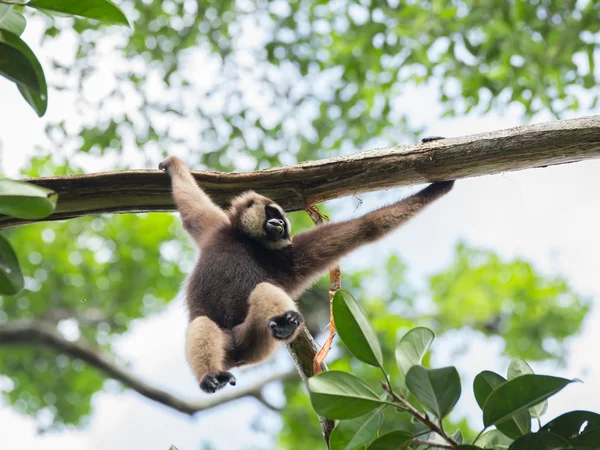 Energisk Gibbon flyttar på ett träd i famnen i djungeln i Indonesien (Borneo/Kalimantan) — Stockfoto