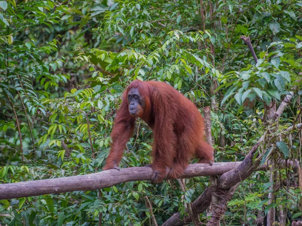 Nimble orangutan goes on a log in the jungles of Indonesia