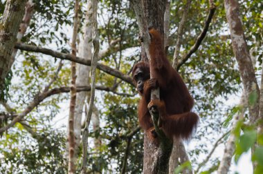 Bir ağaca asılı yalnız orangutan (Tanjung Puting National Park, Borneo / Kalimantan, Endonezya)