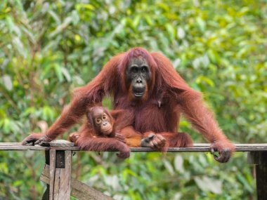 Baby orangutan looking at the camera, lying next to her mother on a wooden platform (Tanjung Puting National Park, Borneo / Kalimantan, Indonesia) clipart