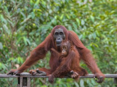 Anne orangutan ve bebeği (Endonezya ahşap bir platformda oturan)