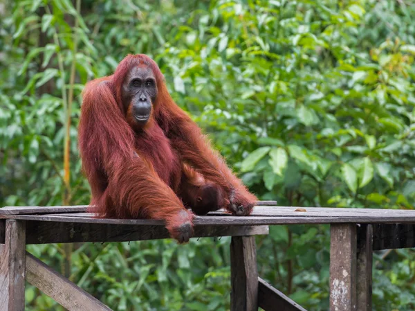 Auburn orangutan ahşap bir platform (Borneo / Kalimantan üzerinde oturur) — Stok fotoğraf