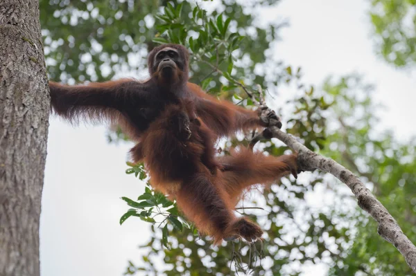 Mama orang-oetan met haar baby beweegt van boom tot boom (Tanjung putting Nationaal Park, Borneo / Kalimantan, Indonesia) — Stockfoto