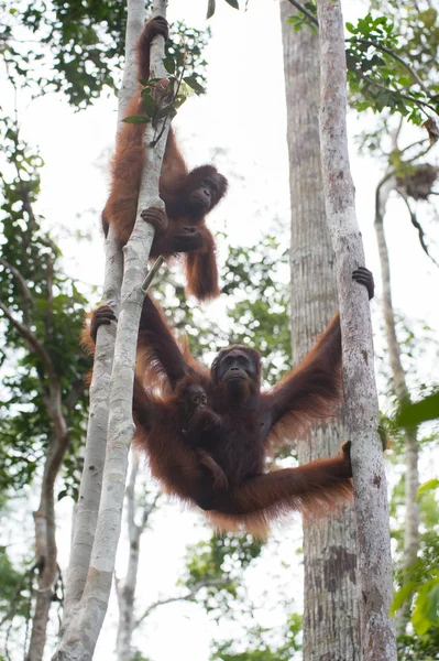 Familie der Orang-Utans hängt zwischen den Bäumen (Tanjung Puting Nationalpark, Borneo / Kalimantan, Indonesien) — Stockfoto