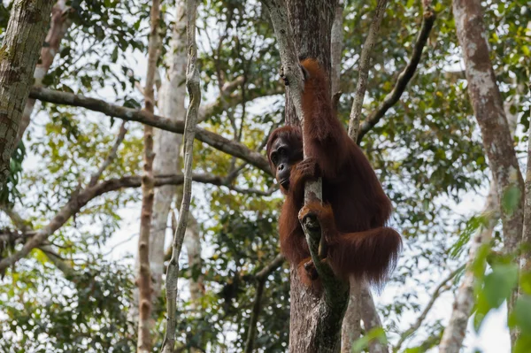Einsamer Orang-Utan hängt an einem Baum (Tanjung Puting Nationalpark, Borneo / Kalimantan, Indonesien) — Stockfoto