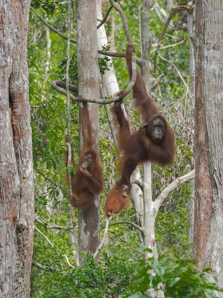 Orangutanlar zahmetsizce ağaçlar (Endonezya arasında taşımak izin güçlü eller)