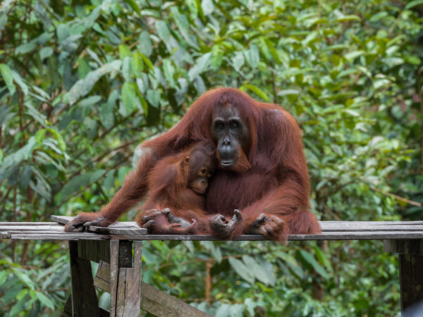 Mom and baby orangutans sleepily sit on a wooden platform in the jungle (Tanjung Puting National Park, Borneo / Kalimantan, Indonesia)