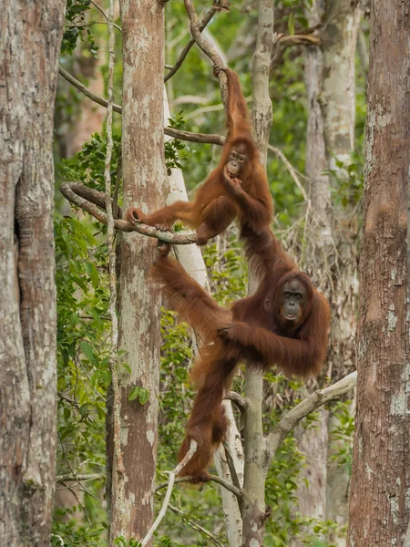 Twee rode orang-oetan opknoping op bomen in de jungle (Indonesië) — Stockfoto