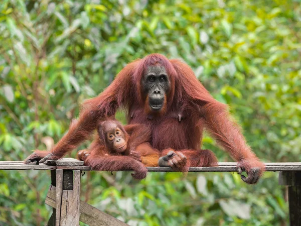 Bebek orangutan kameraya bakarak, ahşap bir platform (Tanjung Puting Milli Parkı, Borneo / Kalimantan, Endonezya üzerinde annesinin yanında yatan)