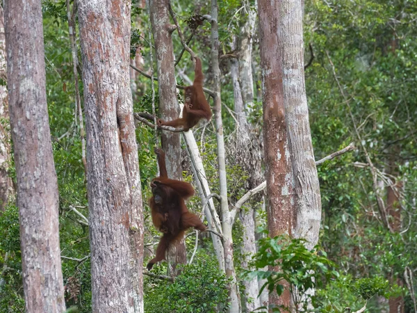 Orangutanlar ağaçların arasında ustaca hareket (Endonezya)