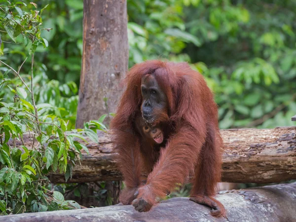 Bebek orangutan mutlu bir gülümseme parıldıyor, annesine tutunarak (Endonezya, Borneo / Kalimantan) — Stok fotoğraf