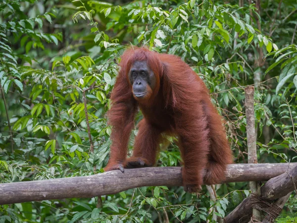 Redhead orangutan Endonezya ormanda bir günlük gider (Borneo / Kalimantan) — Stok fotoğraf