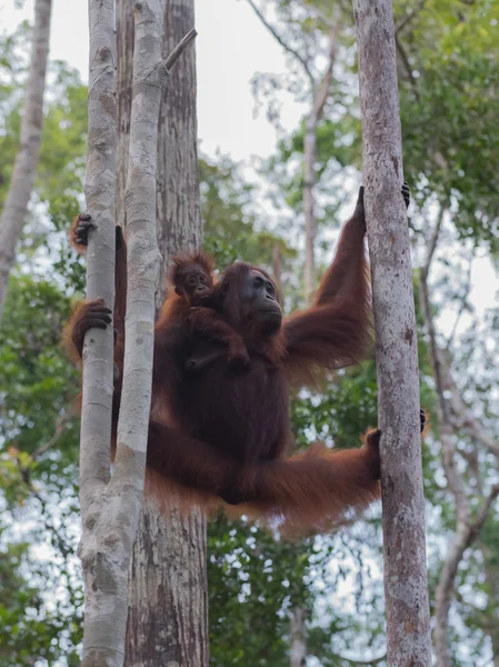 İki ağaç arasında asılı iki orangutan (Borneo / Kalimantan)