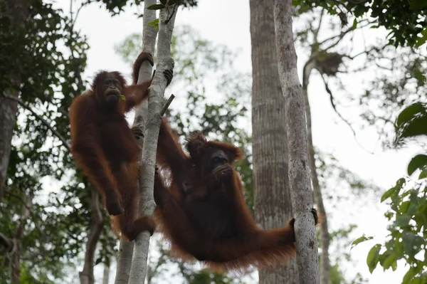 Orang-Utan-Familie ruht in den Bäumen (borneo / kalimantan, Indonesien) — Stockfoto