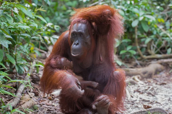 Onu bebek ile anne Orangutan silah düşünme (Endonezya, Borneo / Kalimantan)