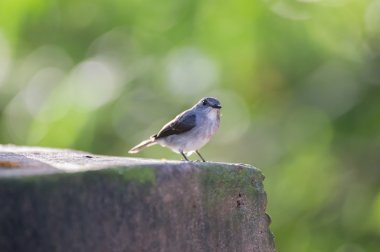 The little gray bird sitting on the sidewalk (Republic of the Congo) clipart