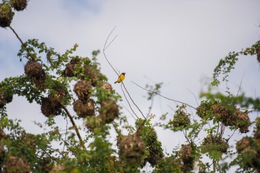 Yellow bird Baglafecht sitting on a branch (Bomassa, Republic of the Congo) clipart