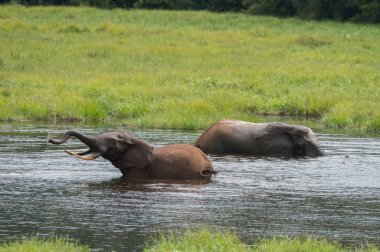 Two elephants bathing in the river (Republic of the Congo) clipart
