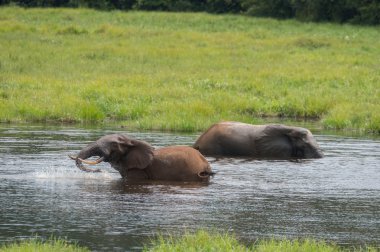 Two elephant splashing in water (Republic of the Congo) clipart