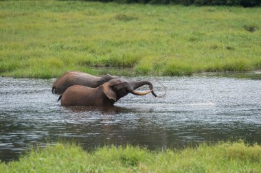 Two amicable elephant playing in the water (Republic of the Congo) clipart