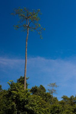 Yalnız ağaç kalın yeşil orman (Kongo Cumhuriyeti yükselir)