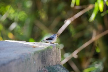 Güzel küçük kuş yeşil yeşillik (Kongo Cumhuriyeti bir arka plan üzerinde şarkı söyler.)