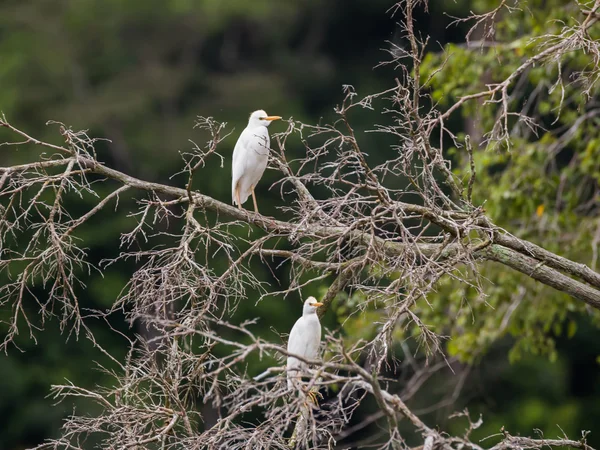 Дві білі чаплі Bubulcus ibis сидить на дереві (Республіка Конго) — стокове фото