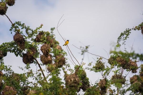 Yellow bird Baglafecht sitting on a branch (Bomassa, Republic of the Congo)