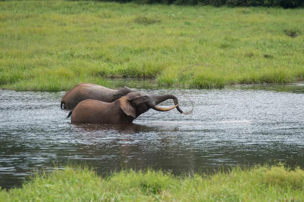 Dois elefantes amigáveis brincando na água (República do Congo ) — Fotografia de Stock