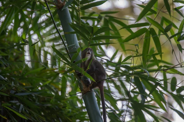 Мавпа Cercopithecus neglectus злякано дивиться вгору (Республіка Конго) — стокове фото