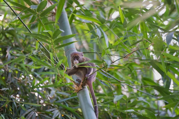 カメラ (コンゴ共和国を見て恐る恐る猿オナガザル neglectus) — ストック写真