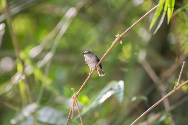 El pajarito gris sentado en una rama (República del Congo ) — Foto de Stock