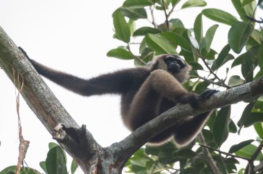 Lar jibon Borneo yüksek bir ağaç (Endonezya oturur)
