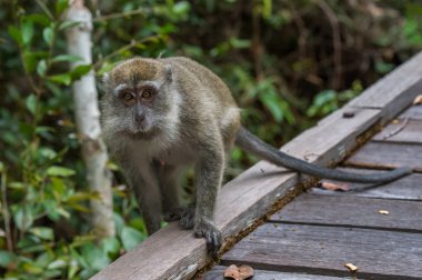 Gri cynomolgus ahşap güverte (Endonezya kenarına gider)