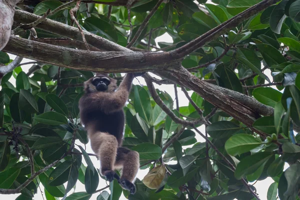 Withandgibbon uit Borneo beweegt deftly door de hoge bomen (Indonesië) — Stockfoto