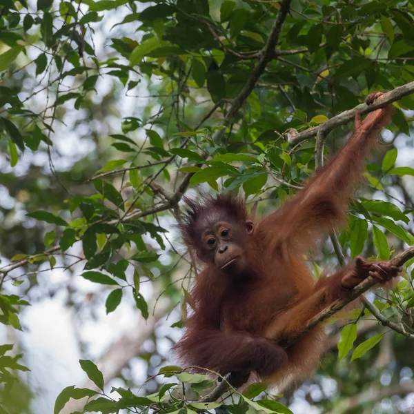(Endonezya bir ağacın altında oturup, çocuk-orangutan gazes) — Stok fotoğraf