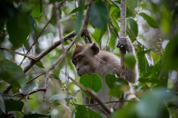 Серые обезьяны-циномолги, спрятанные в зеленых листьях высокого дерева (Индонезия)
)