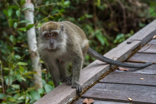 Cinzento cynomolgus vai ao longo da borda de um deck de madeira (Indonésia ) — Fotografia de Stock