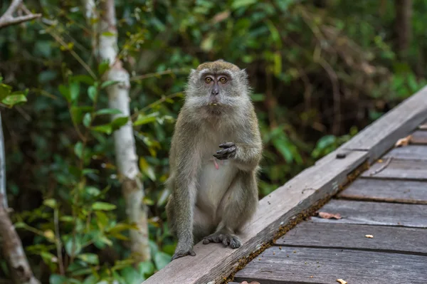 Scimmie cynomolgus grigie qualcosa da mangiare (Indonesia ) — Foto Stock