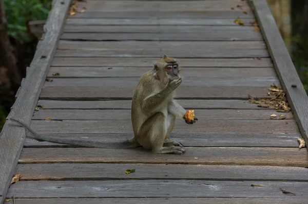 灰色猕猴猴子坐在木地板中间, 津津有味地吃着 (印度尼西亚) — 图库照片