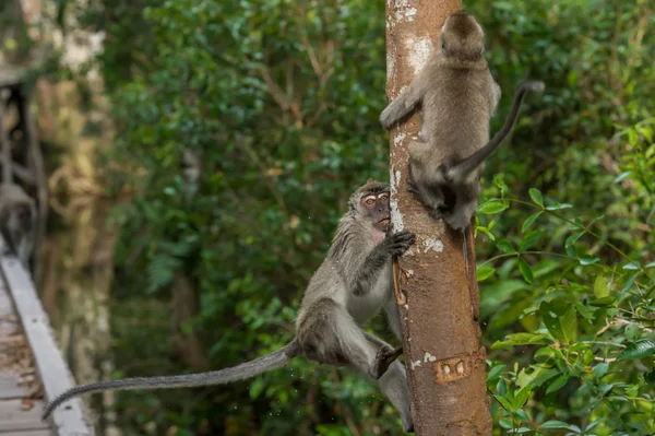 Due scimmie cynomolgus grigie salgono agilmente sull'albero (Indonesia ) — Foto Stock