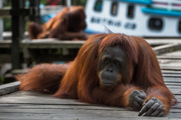Bilge kırmızı orangutan ahşap bir platform üzerinde yatıyor ve forepaws (Endonezya önüne geçti)