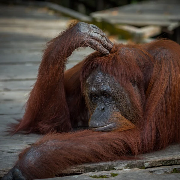 Velké červené orangutana ležící na dřevěné platformě a zamyšleně poškrábal se na hlavě jeho přední tlapy (Indonésie) — Stock fotografie