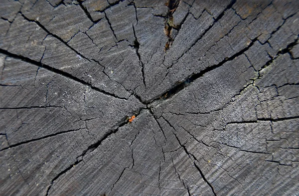 Штаб, древесина — стоковое фото