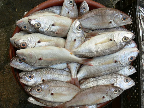 Peixe no mercado em Marrocos — Fotografia de Stock