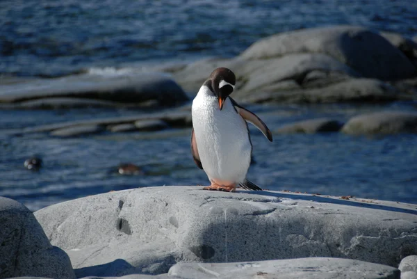 Pinguino giovane sulla riva (Antartico ) — Foto Stock